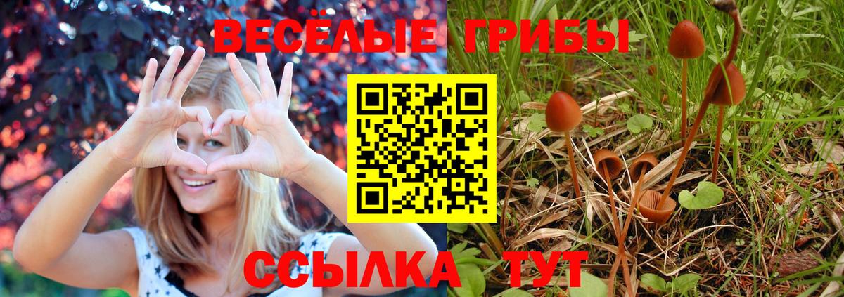 Галлюциногенные грибы Psilocybine cubensis Севастополь